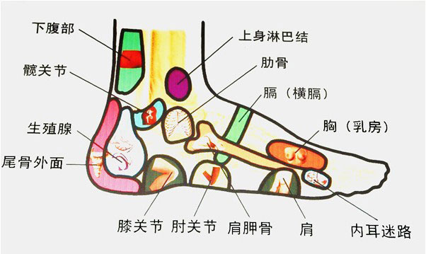 脚部位名称图解