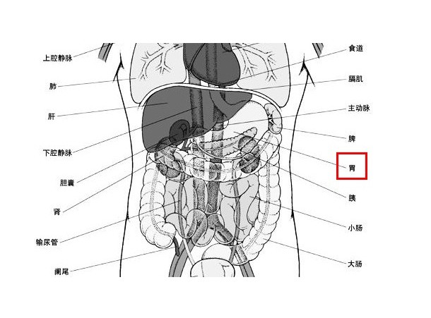胃部解剖学人体解剖图