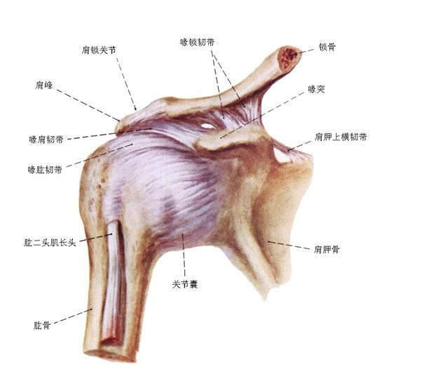 人体肩关节解剖图谱-人体解剖图