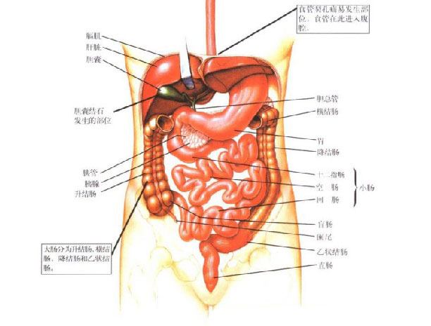 人体胆囊胰腺解剖学-人体解剖图
