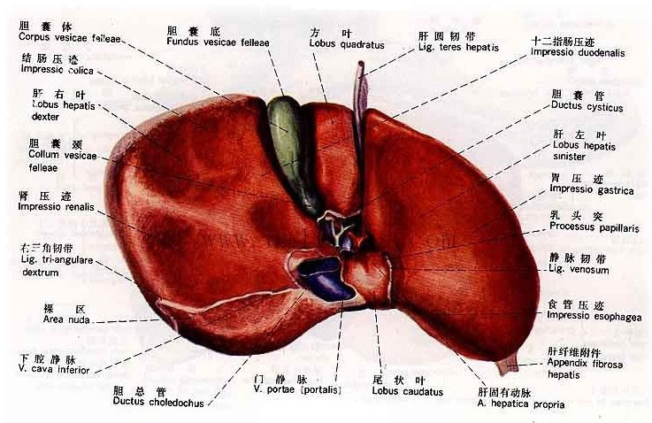 正常人体肝脏解剖图人体解剖图