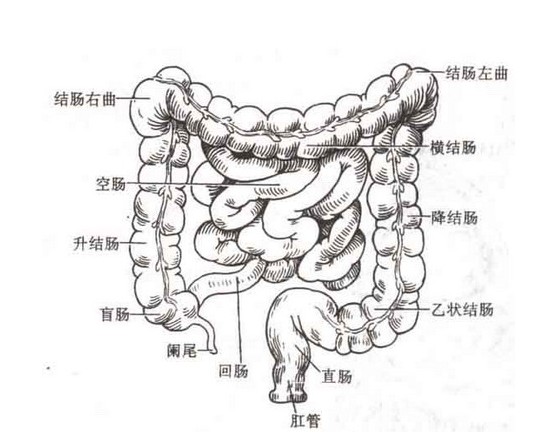 正常人体结肠解剖图人体解剖图