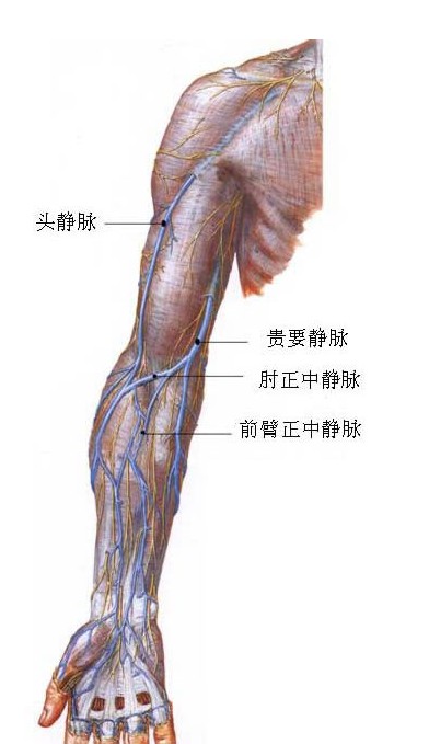 上肢浅静脉解剖示意图-人体解剖图