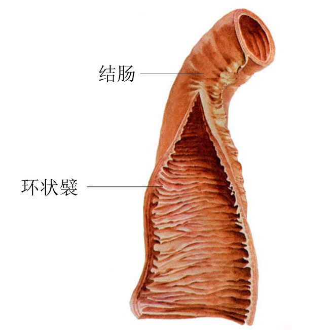 人体大小肠结构示意图-人体解剖图