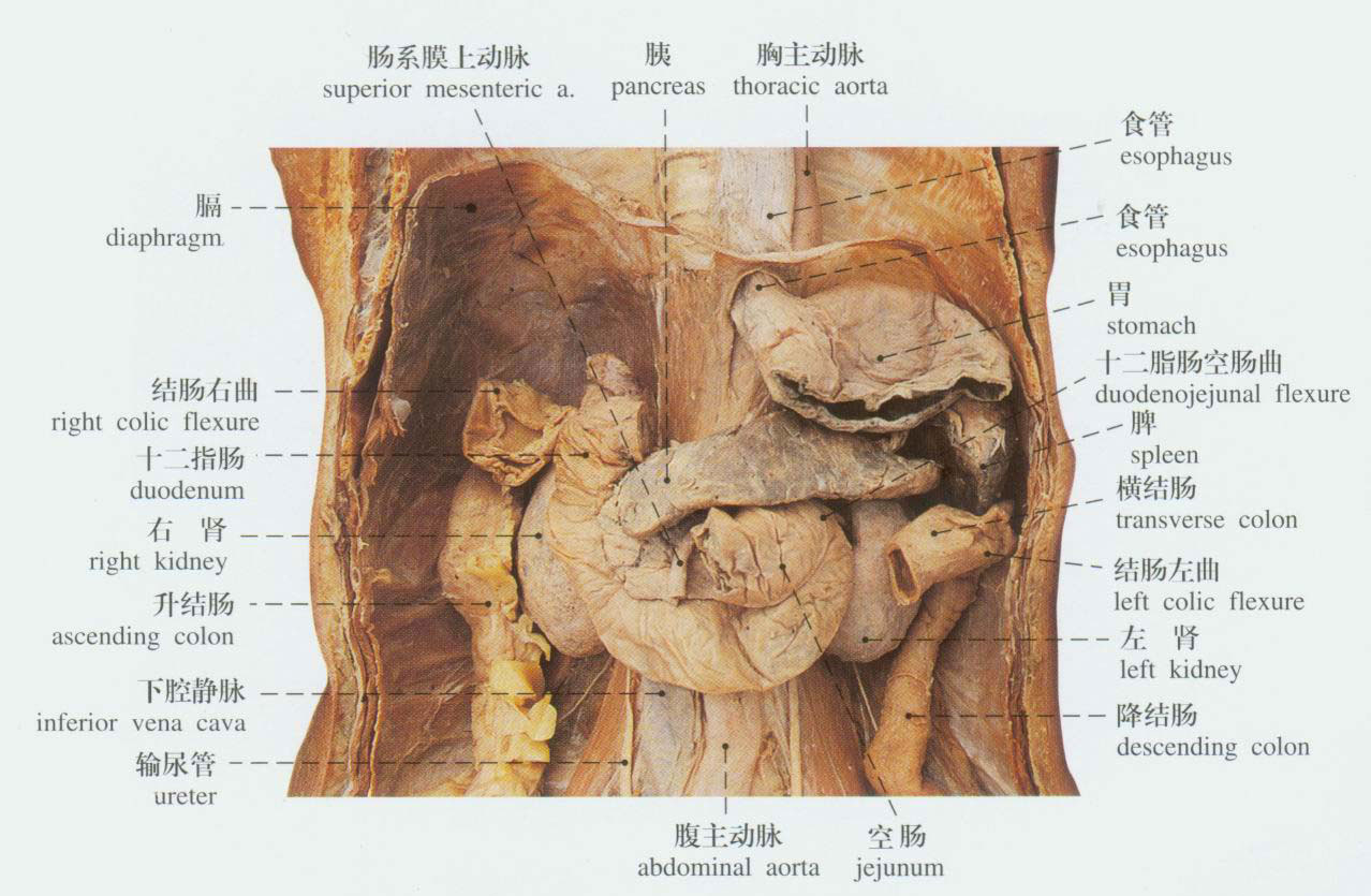 正常腹部解剖示意图-人体解剖图