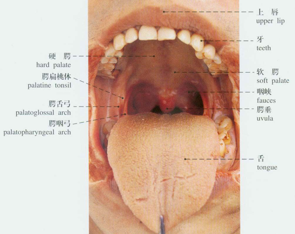 正常口腔解剖示意图-人体解剖图