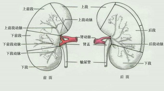 人体肾动脉解剖示意图-人体解剖图