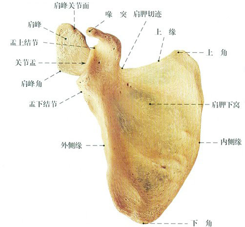 肩胛骨解剖示意图人体解剖图