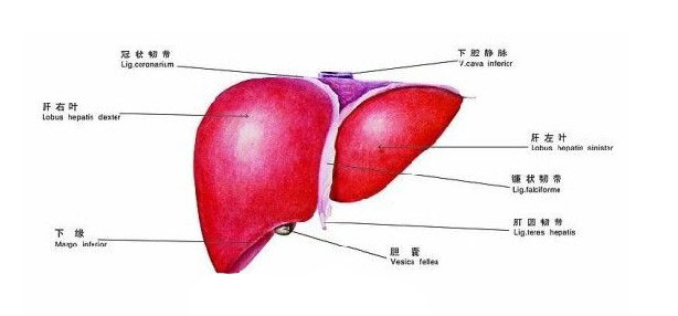 人体肝脏解剖示意图-人体解剖图