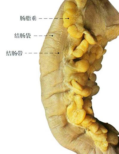 人体结肠解剖示意图-人体解剖图