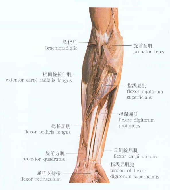 解剖图 前臂(forearm)是灵长类臂或前肢的肘与腕之间的部分, 手关节的