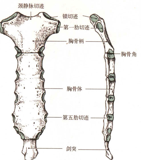 是一块上宽下窄,前凸后凹的扁骨,分胸骨柄,胸骨体和剑突3部分
