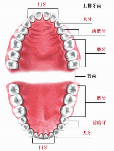 牙齿结构高清
