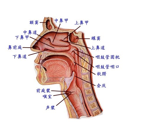 鼻腔生理结构-生理结构图