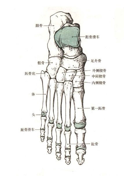 人的脚骨结构图片大全图片
