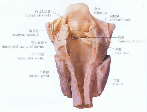 男性喉部结构图图片
