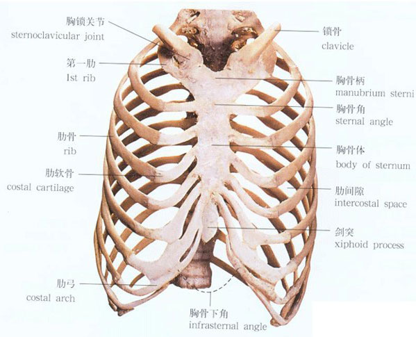 胸骨上窝解剖图片