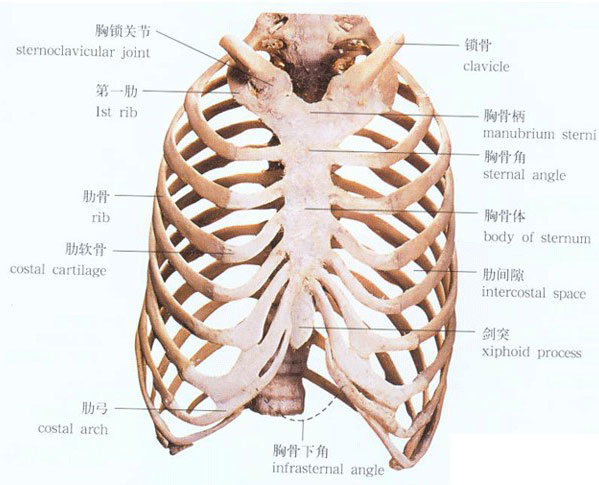 胸骨角解剖图图片