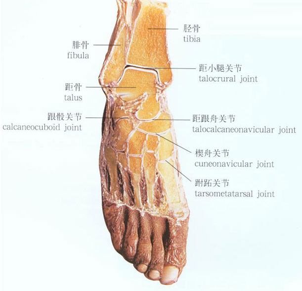 脚的结构图和名称图片