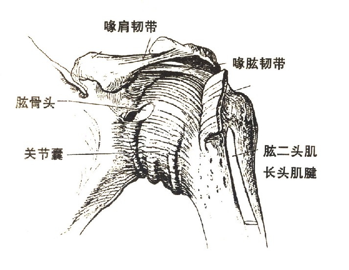 喙肩韧带的位置图片