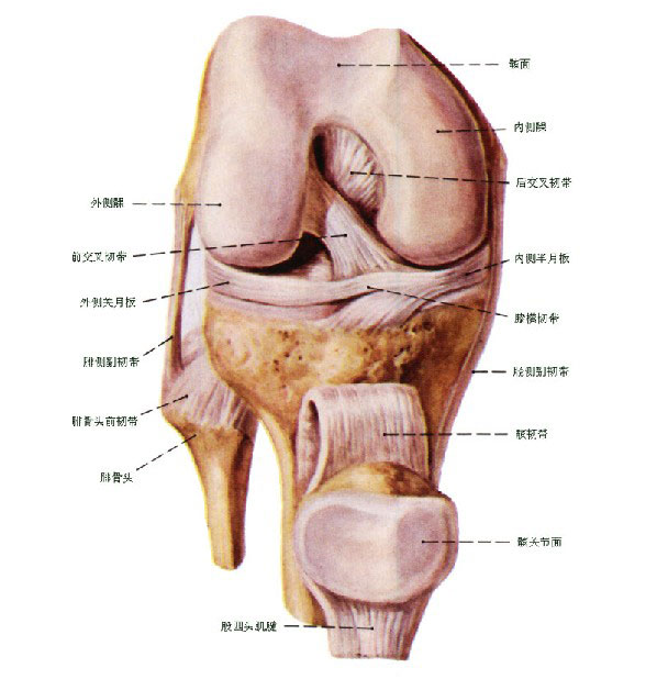 膝关节构造图解图片
