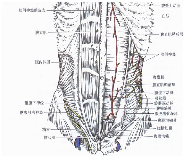 腹壁分层解剖图图片