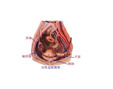 女性脏器盆腔解剖图片