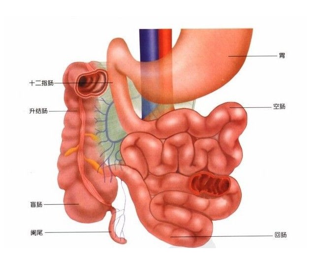 小肠大肠结构图图片