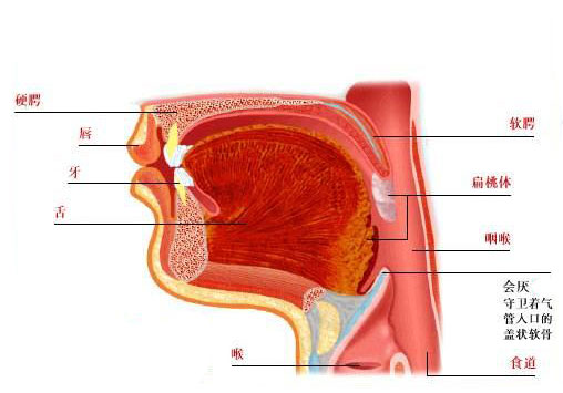 唇粘膜解剖结构图片