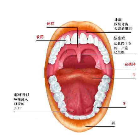 嘴唇的结构图图片