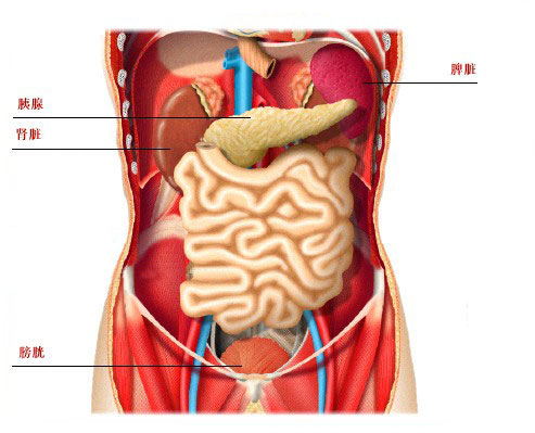 腹腔脏器解剖图片标识图片