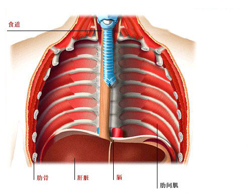 胸壁解剖层次图片