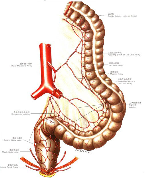肠系膜上下动脉血管图图片