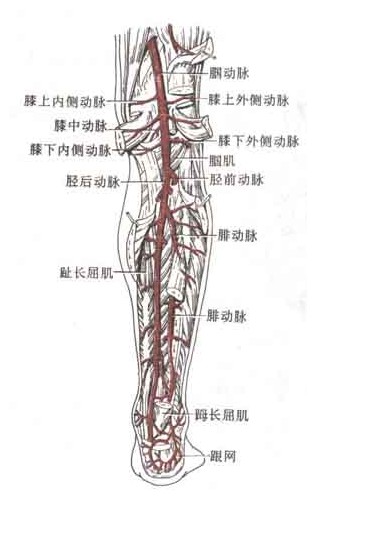 髂外动脉及其分支图图片