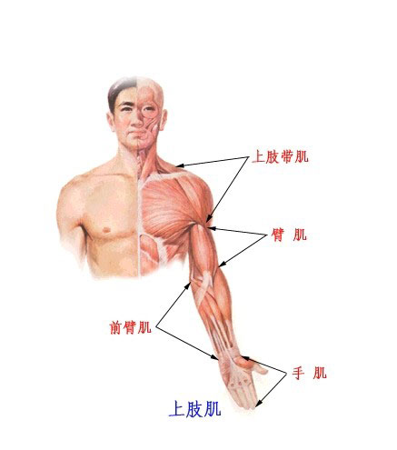 手臂肌肉分解图图片