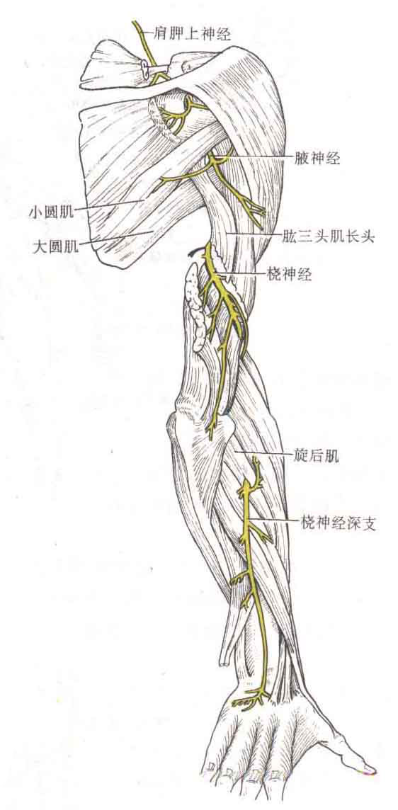 臂丛神经解剖图谱图片
