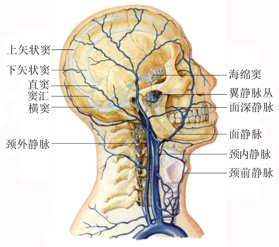 颈静脉体表位置图片