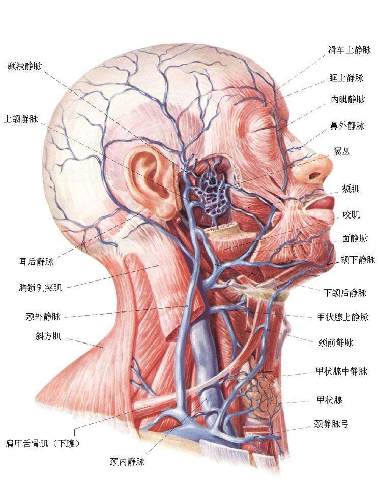 头颈部血管详细解剖图片