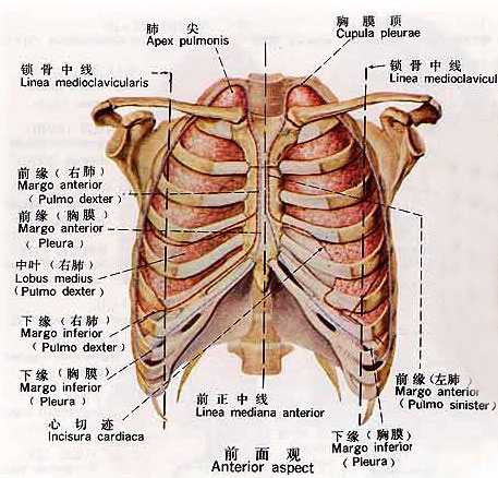 胸膜腔结构图图片