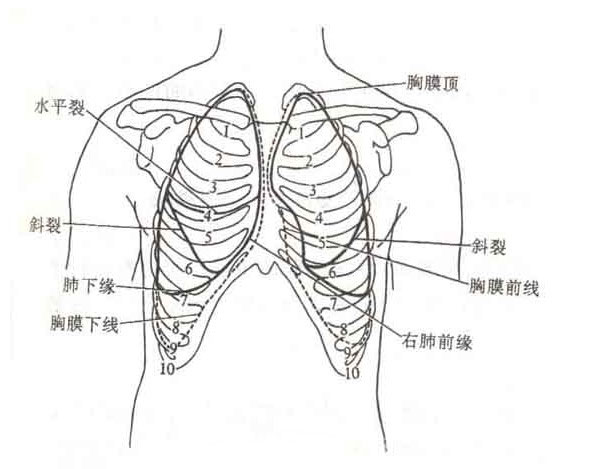 胸膜解剖图谱图片