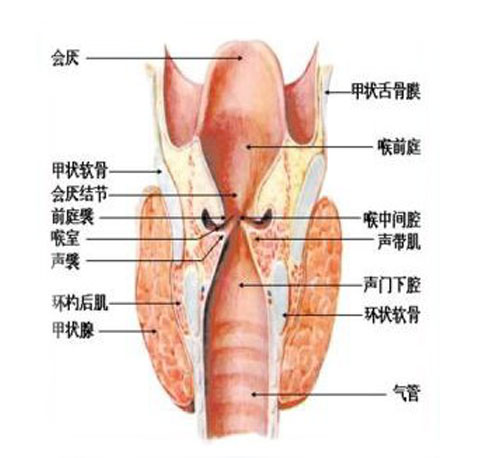 正常人体喉解剖示意图