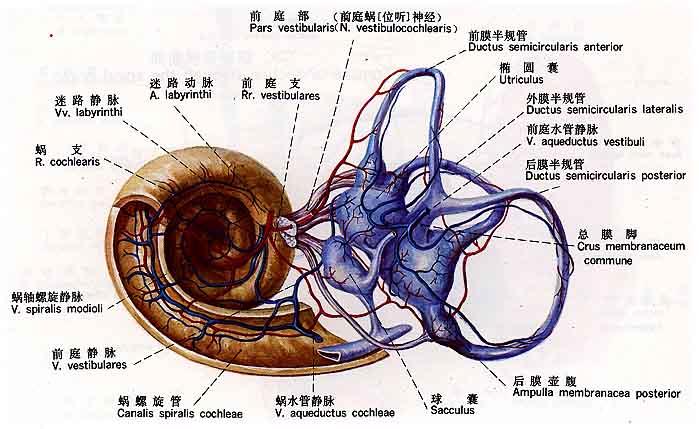 前庭蜗器膜迷路图片