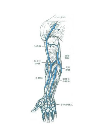 上肢静脉解剖图图片