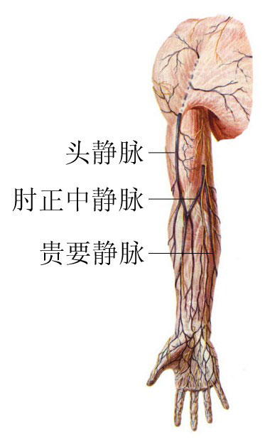肱静脉的准确位置图片图片