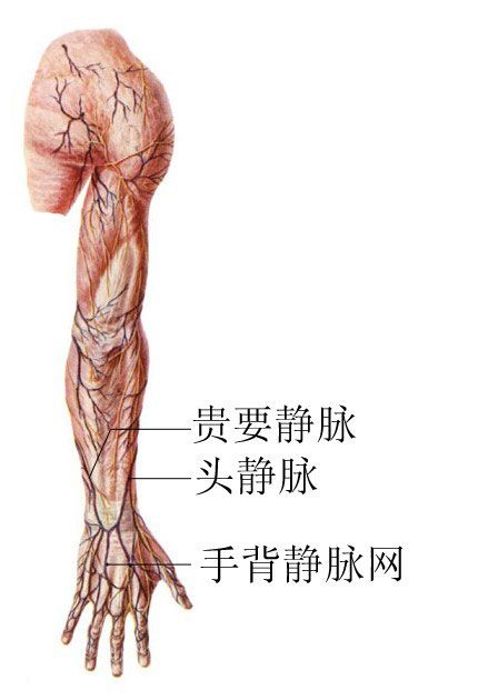 手臂血管分布图解图片