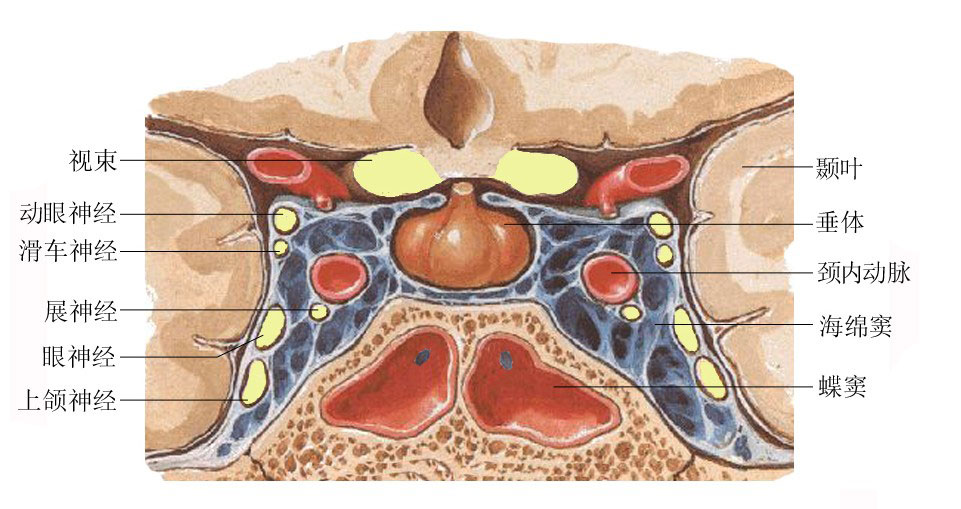 海绵窦的解剖结构图片