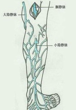 小隐静脉体表解剖位置图片