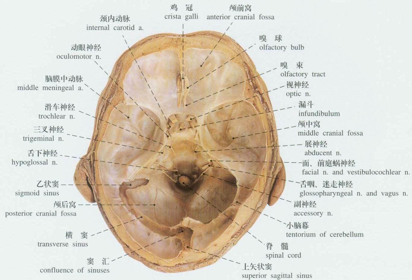 人体硬脑膜解剖示意图-人体解剖图,_医学图库