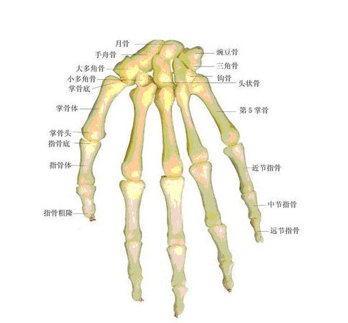 手部解剖图解 骨骼图片