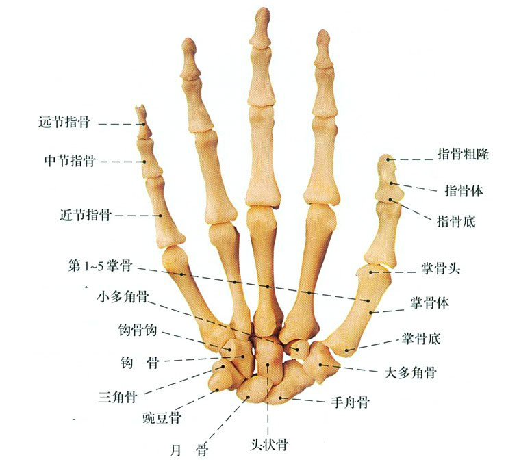 手部骨解剖图解图片